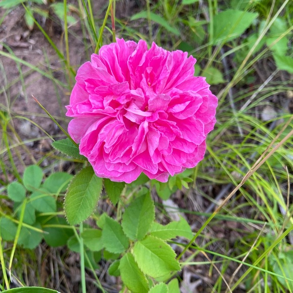 Meet your Posher, Car - Picture 1 of 1